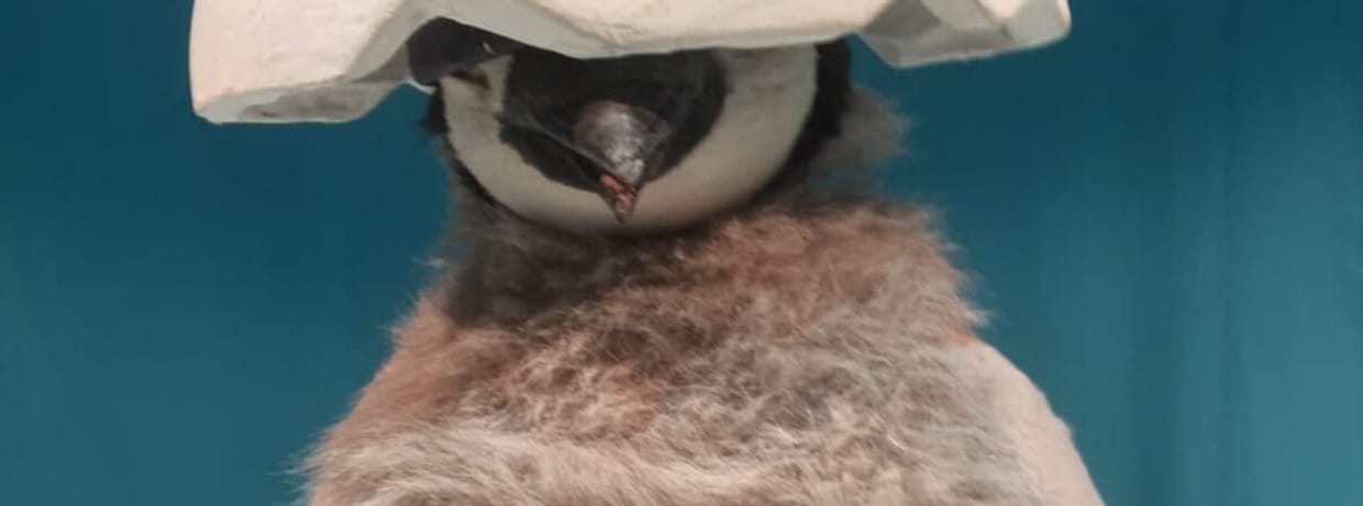 marotte Theater: Pit Pinguin