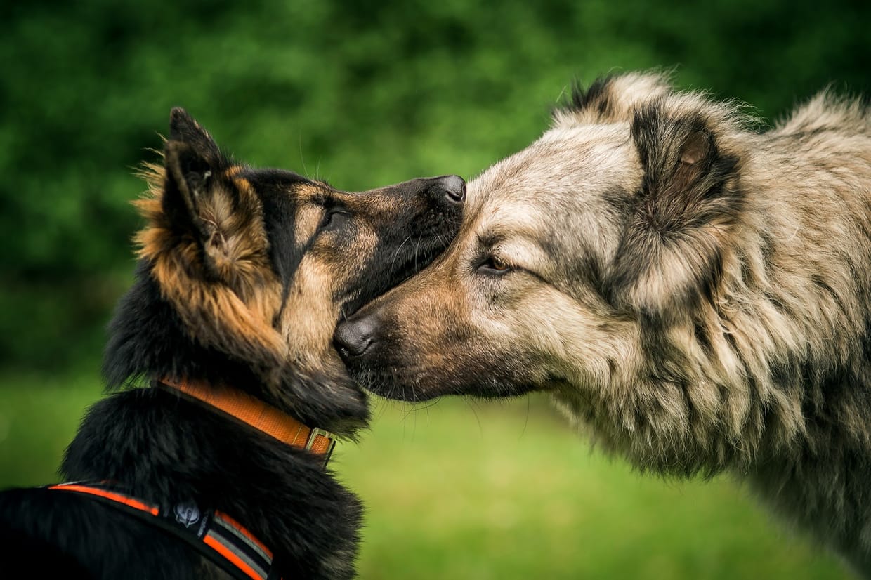 Camp Canis Saisonauftakt: First Date Wilsumer Berge | 2025