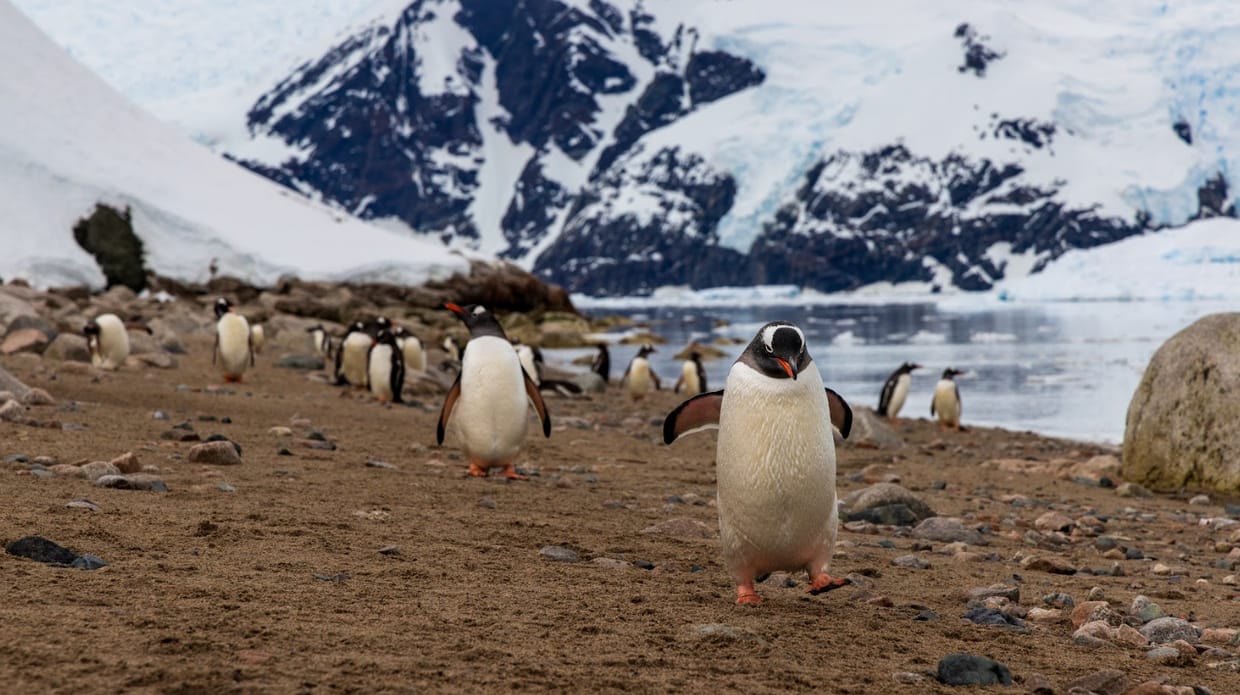 National Geographic Live: Penguins of Antarctica