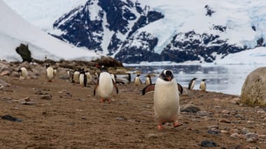 National Geographic Live: Penguins of Antarctica