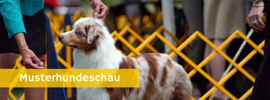 Mustershop: "Hundeschau 2023"
