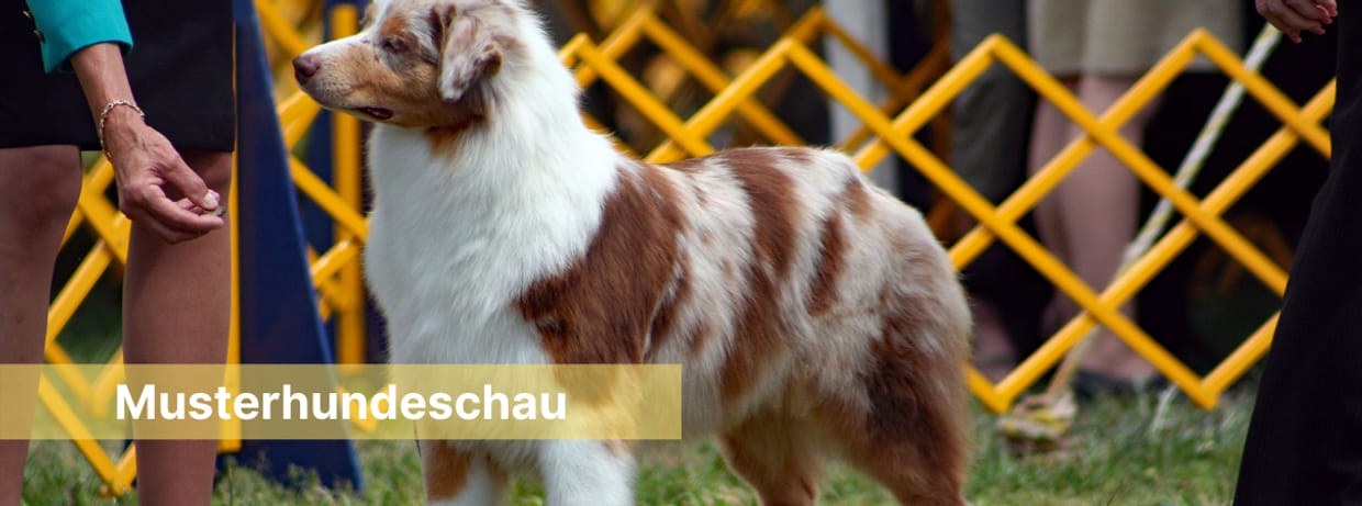 Mustershop: "Hundeschau"
