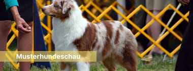 Mustershop: "Hundeschau"
