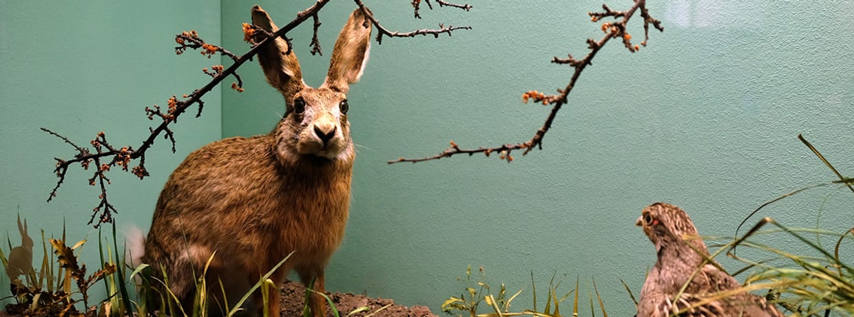 FAMILIENFÜHRUNG | Tiere im Sommerurlaub