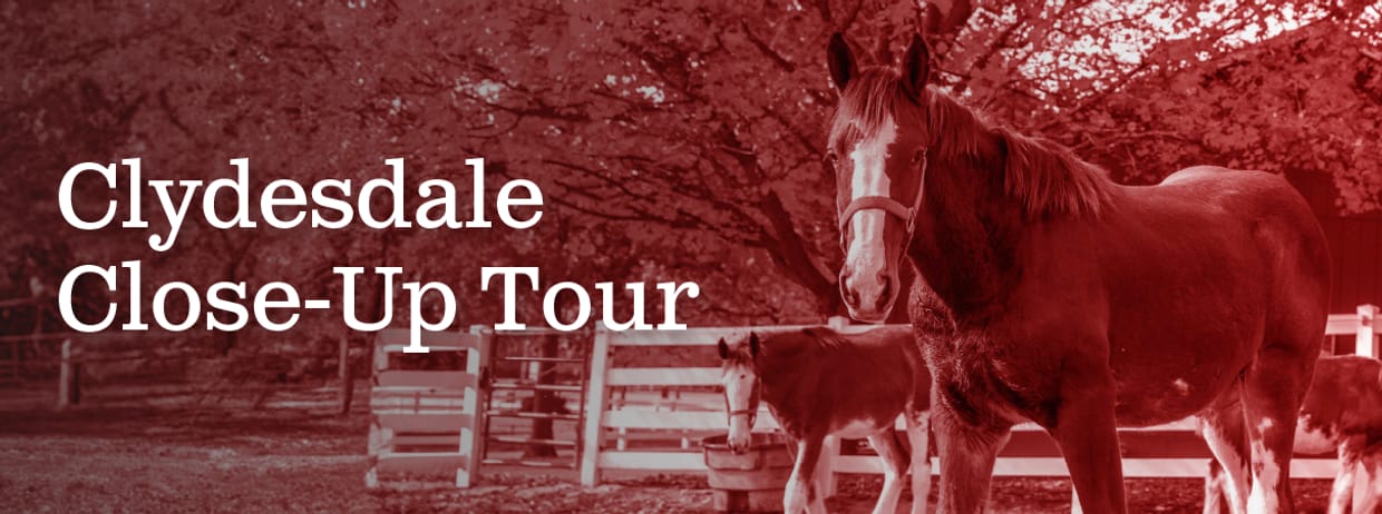 zDO NOT USE -------------- Clydesdale Closeup Tour