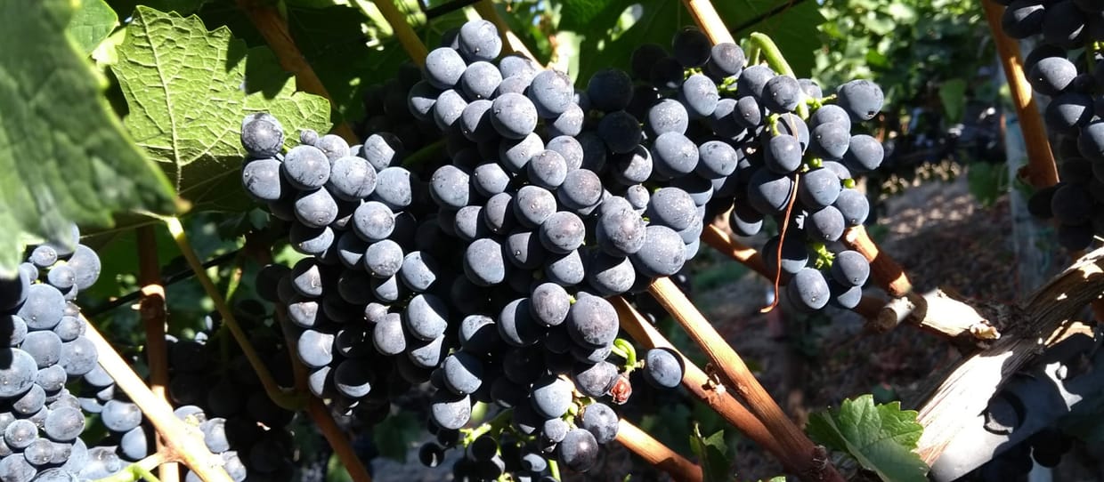 Sondertermin: Vinum romanum - Die Römer und der Wein