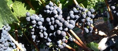 Sondertermin: Vinum romanum - Die Römer und der Wein