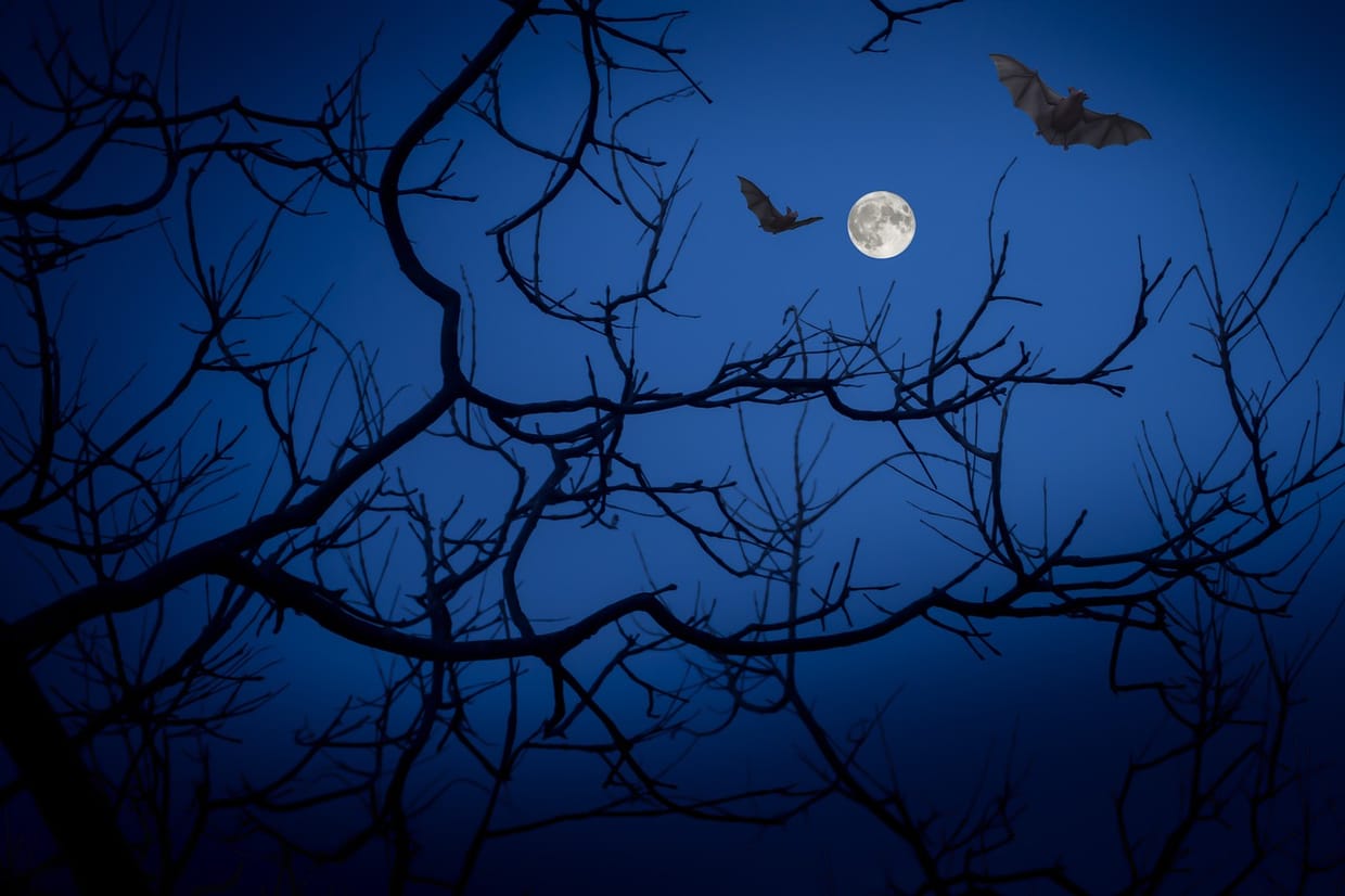 Fledermäuse – Nachtschicht im Wald