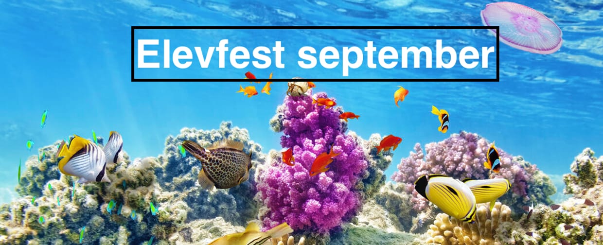 Elevfest September 2024