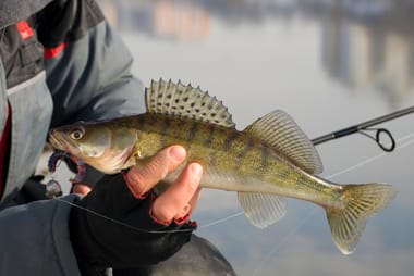 Den årlige fiskekonkurrence 2025