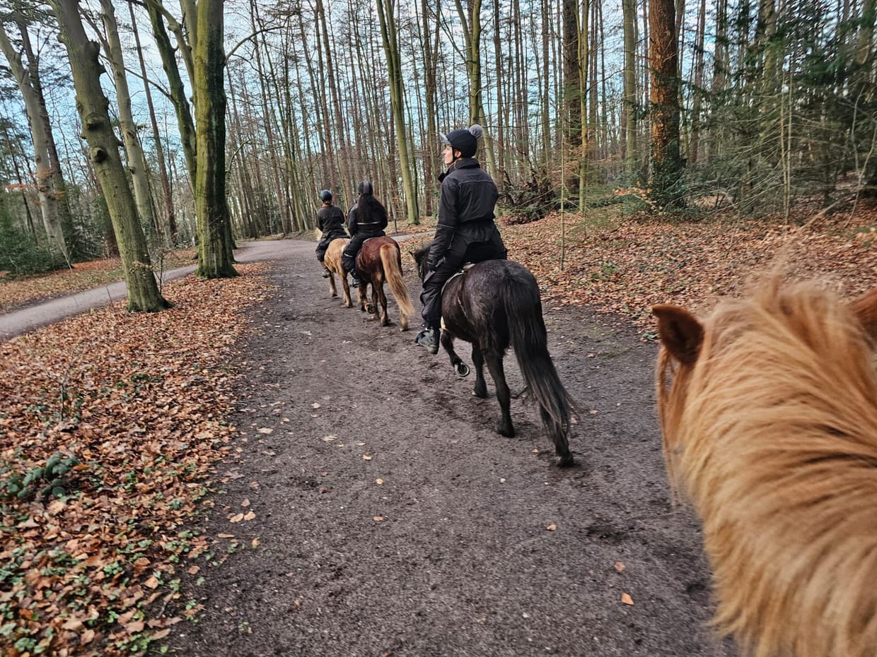 Buitenritten op IJslandse paarden rondom Hilversum