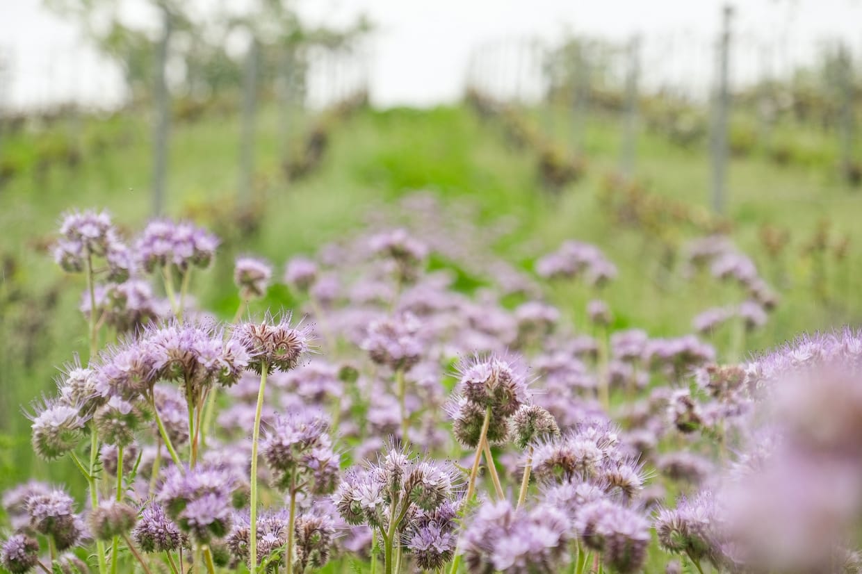 Wein.Wiesen.Wildkräuter