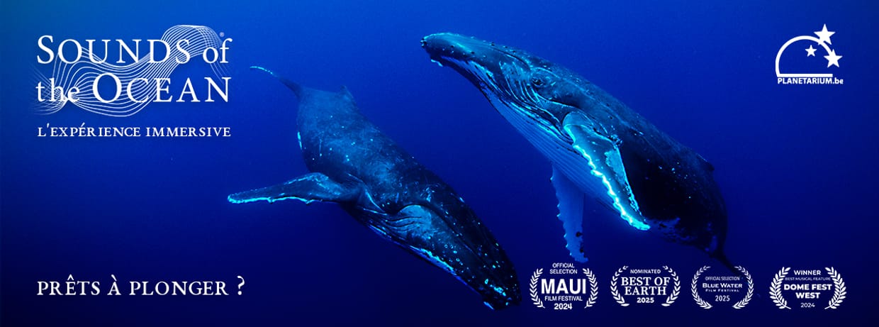 Sounds of the Ocean