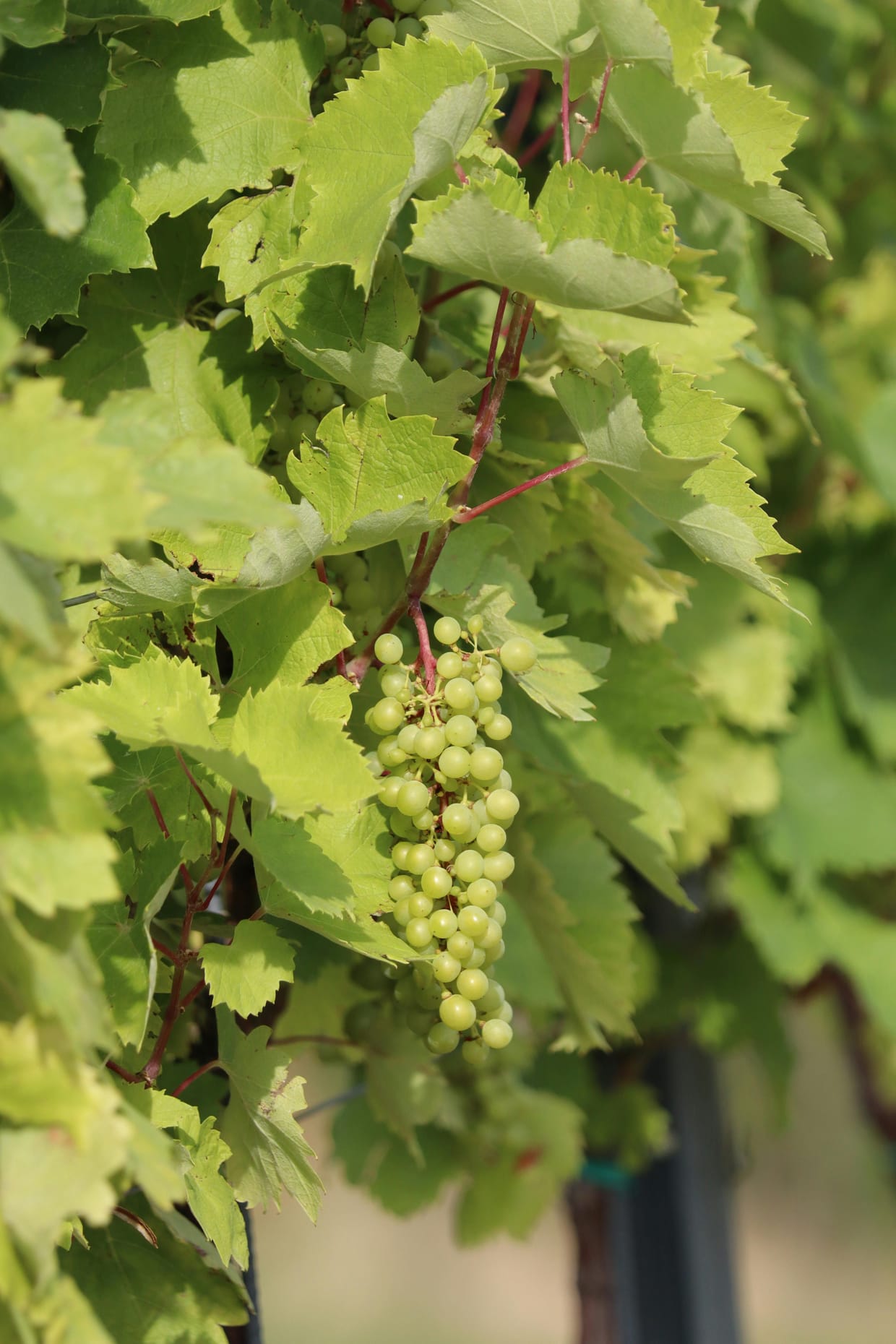 Weinprobe: Riesling aus Deutschland | 09.04.2026