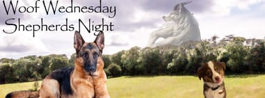 Bernese Mountain Dog and Shepherd Night + Woof Wednesday