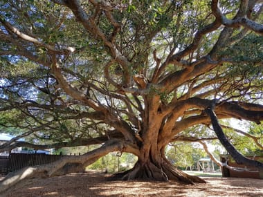 High Tea Under The Tree - 10am Sitting