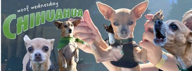 Chihuahua Night + Woof Wednesday Presented by PNWFCU