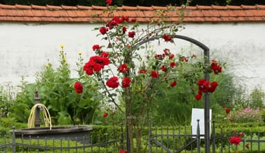 Kräutersommer Kurs 2: Die Rose aber lächelt - Kräuter und Poesie