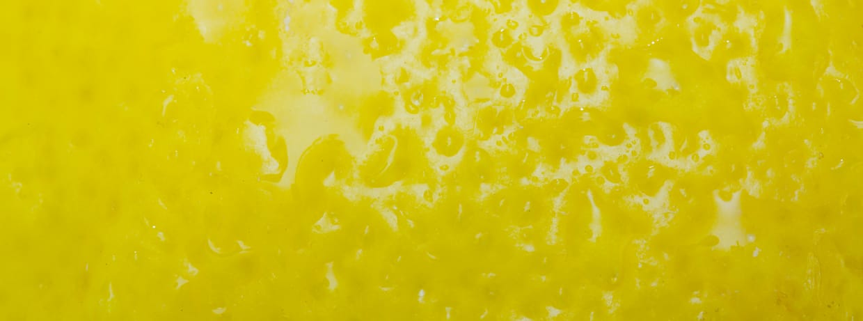 READING: Lemon Balm by Finn Hoegh-Guldberg