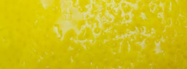 READING: Lemon Balm by Finn Hoegh-Guldberg