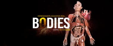 Bodies