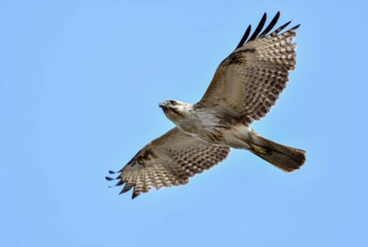 Roofvogels in Nederland door Hanneke Sevink