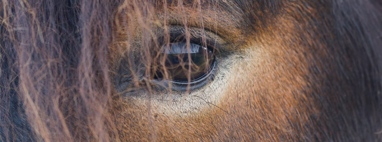 Konzert für Tiere – Uraufführung
