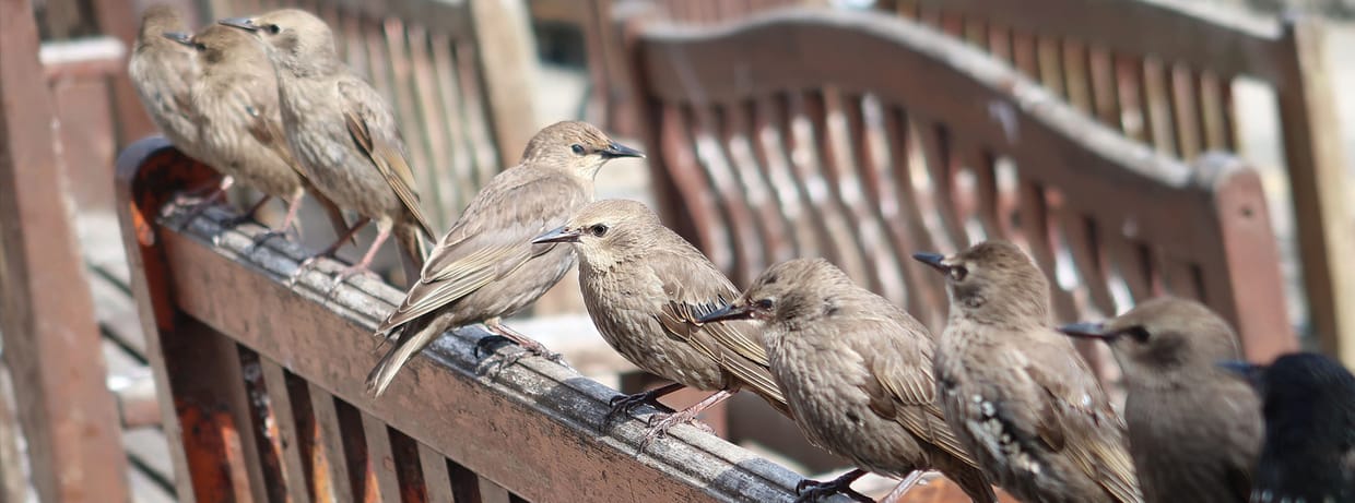 Gespräch: Vögel in der Stadt 