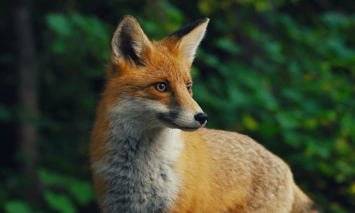 Ausgehfuchs