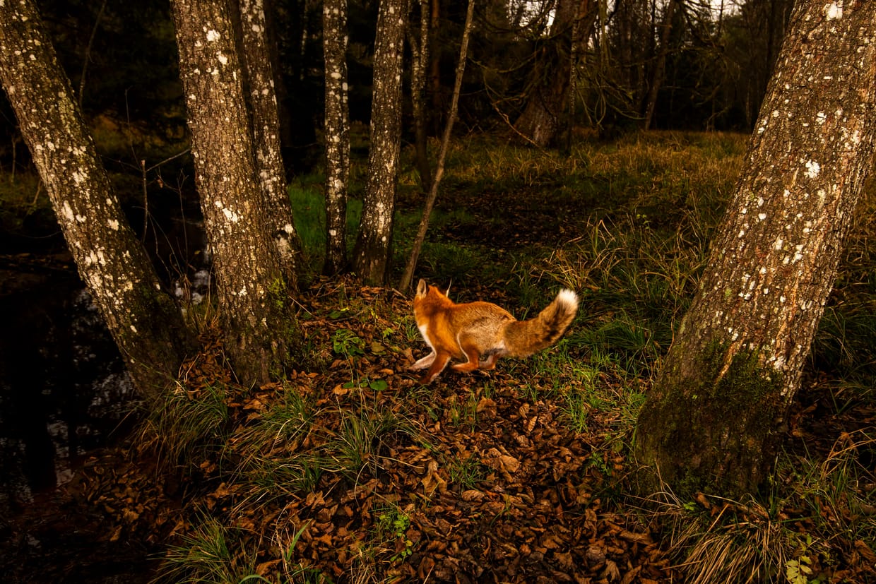 Führung durch die Wildlife-Fotoausstellung  