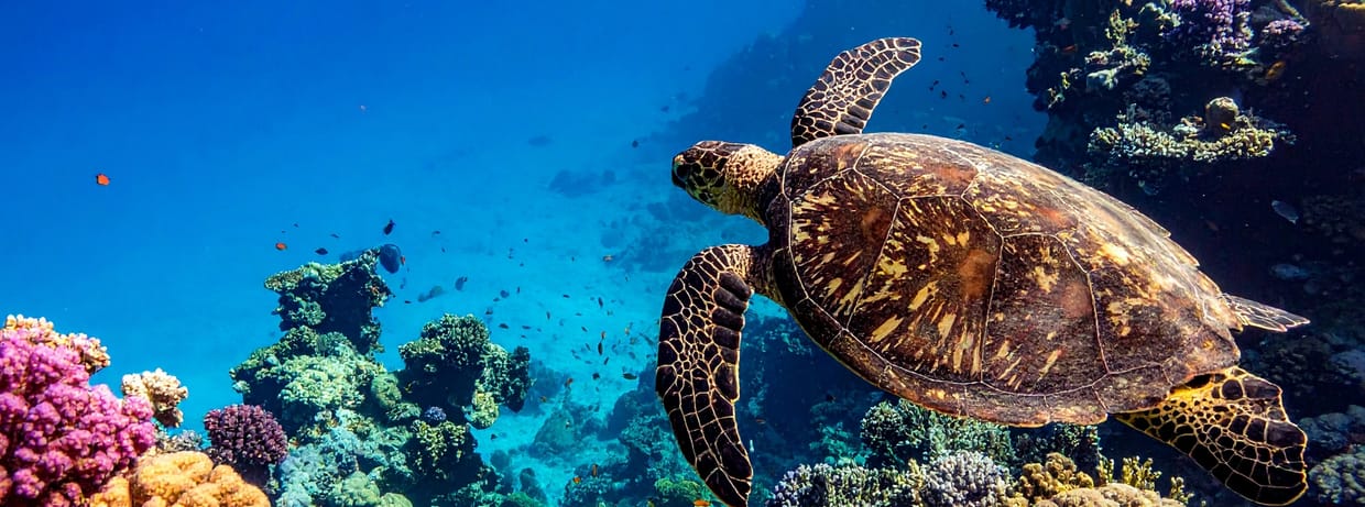 Océan, Immersion dans le monde sous-marin