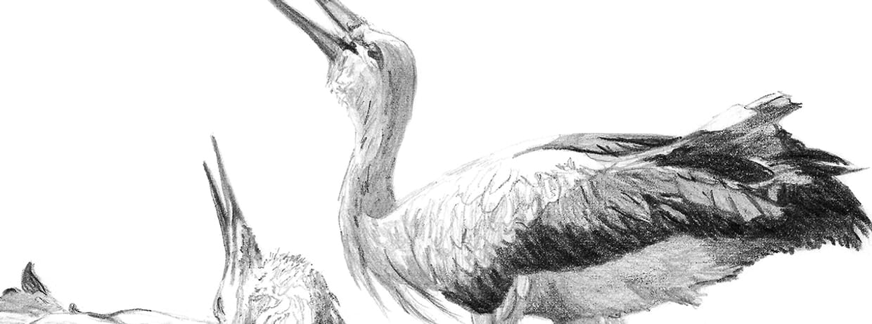Das Liebesleben der Vögel