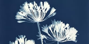 Cyanotype Printing on Cotton Fabric