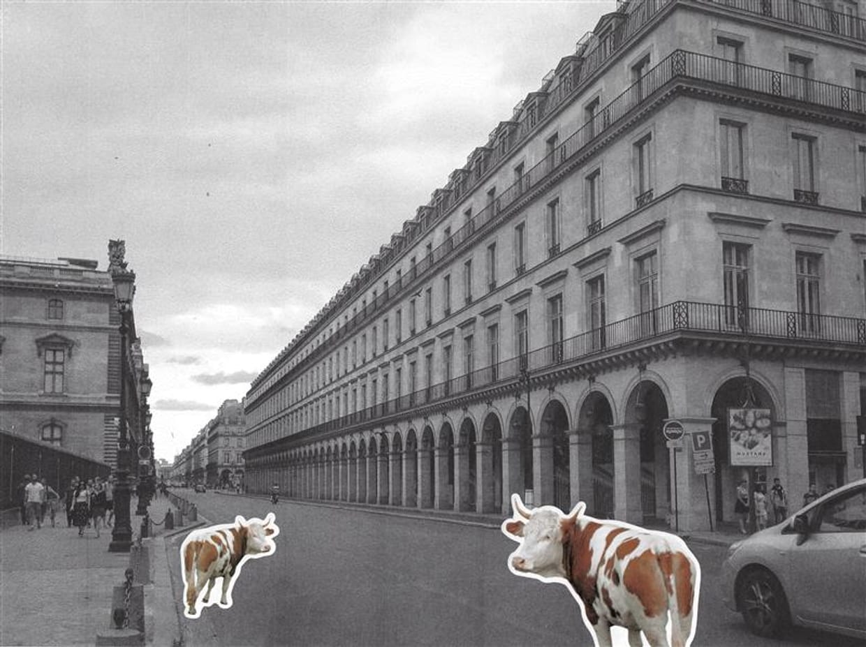 Animaux dans la ville