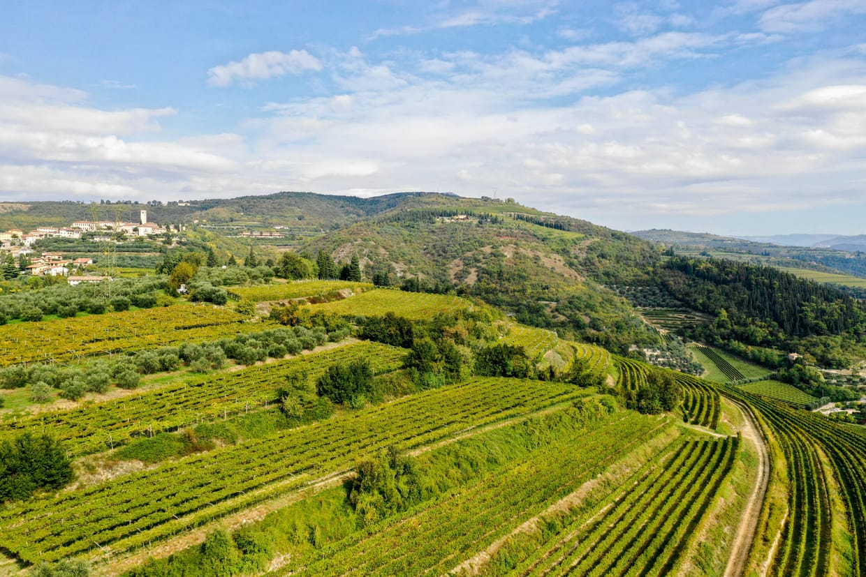 Rotwein-Tasting: Spitzen-Amarone della Valpolicella in Hamburg