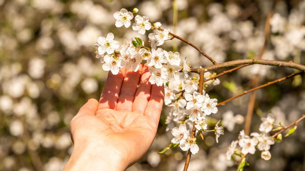 Workshop: Obstbäume schneiden