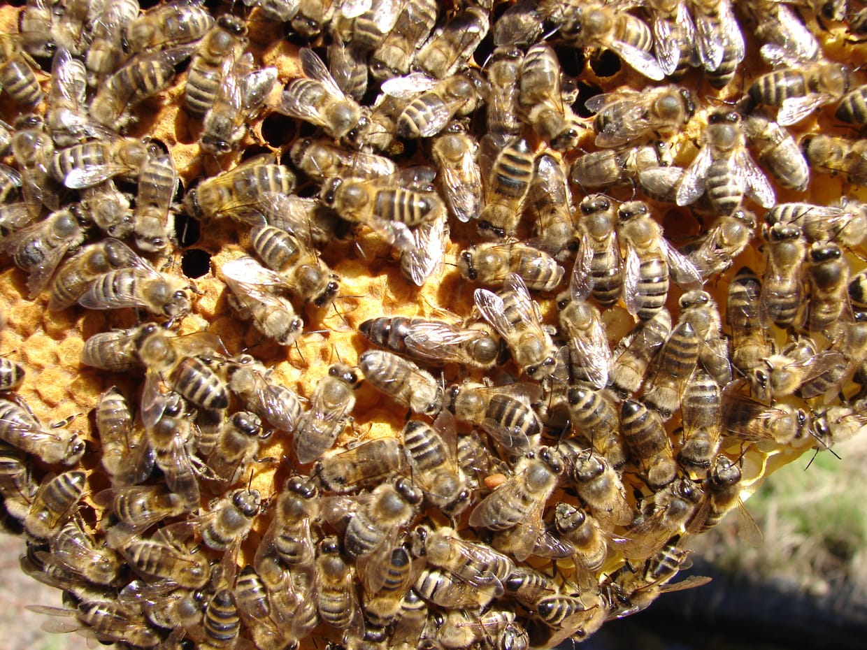 Honig-Bienen – Workshop