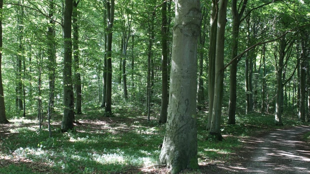 Forår