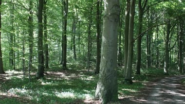 Forår