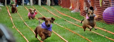 Dachshund Derby