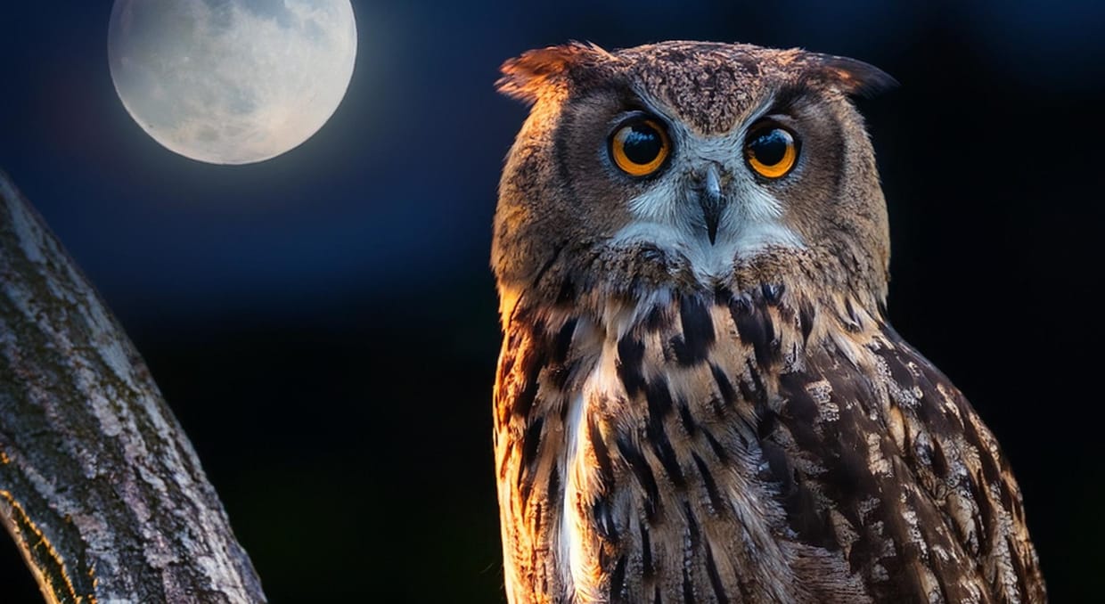 Nachtschicht im Wald 