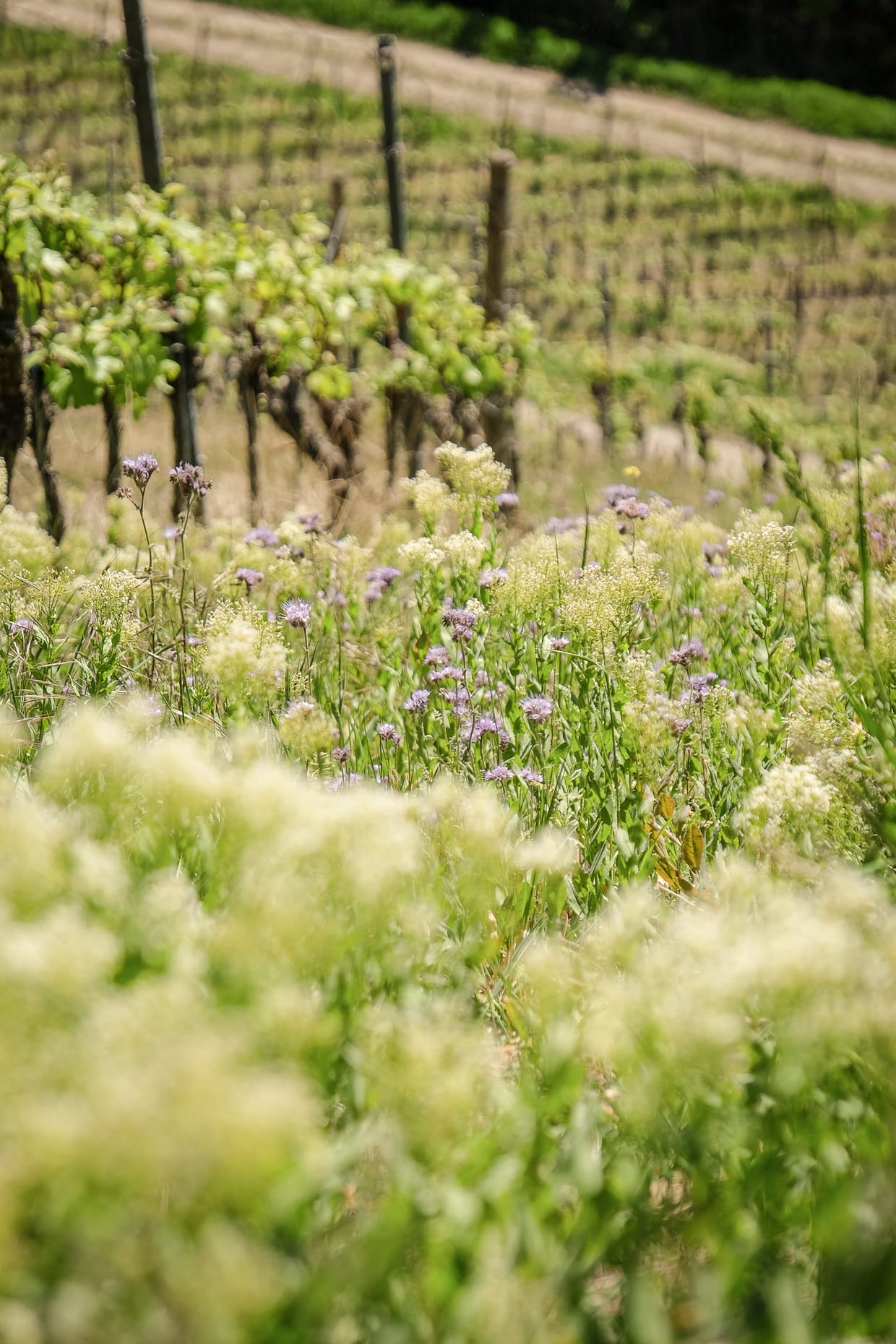 WEIN.WIESEN.WILDKRÄUTER
