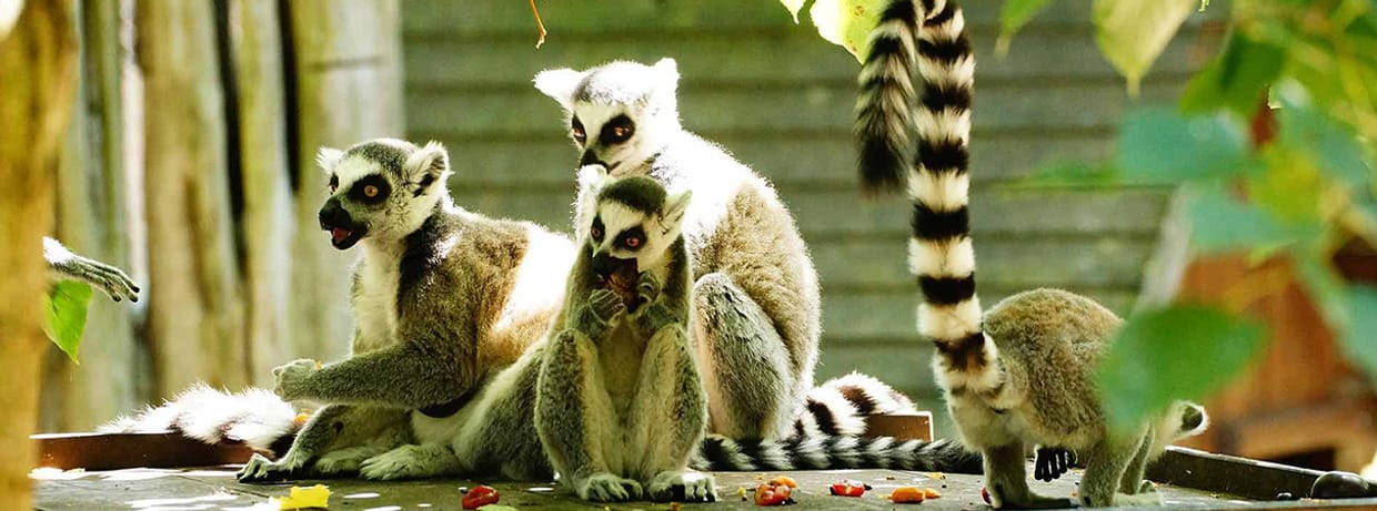 Eintrittskarten Tierpark Ueckermünde