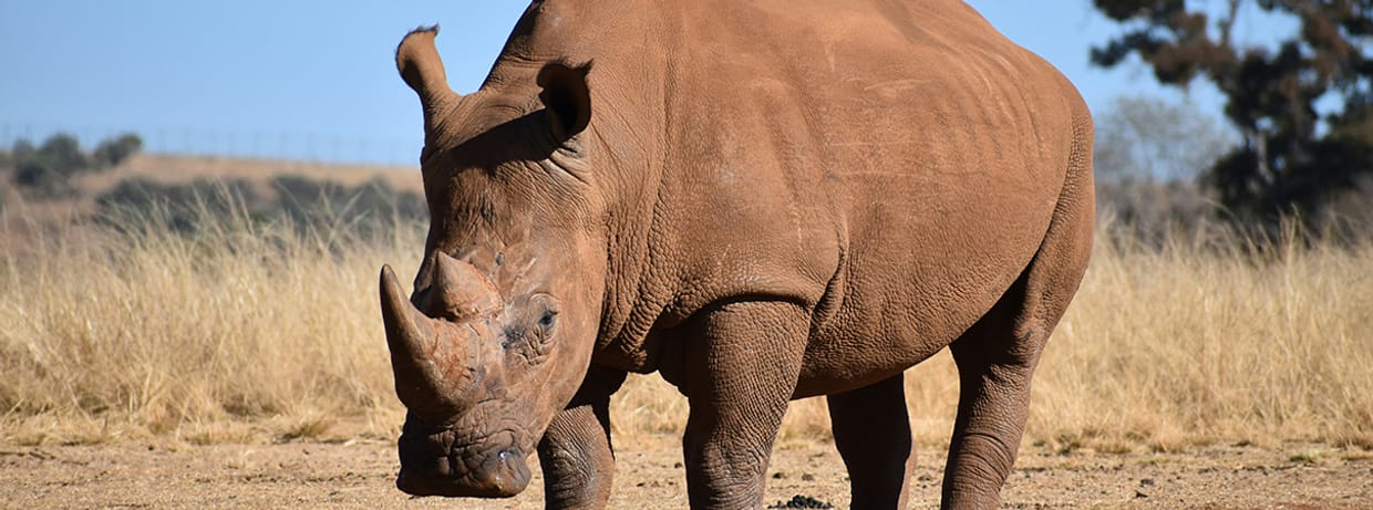 VORTRAG | Der Kurfürst und das Nashorn