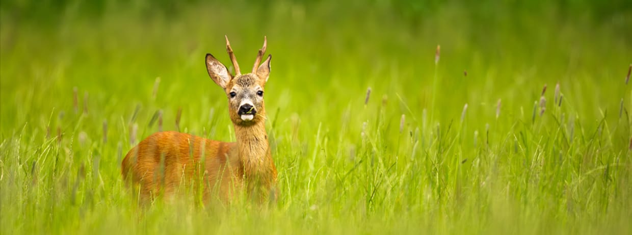 Ganz schön wild