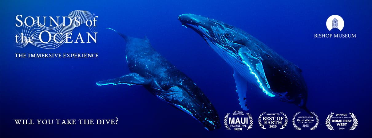 Sounds of the Ocean - USA