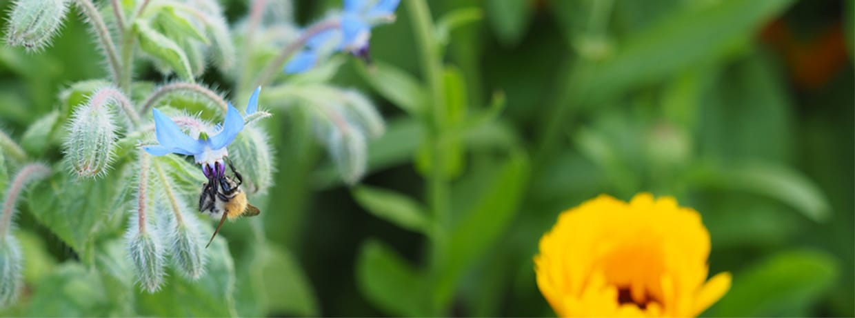 Einblicke in den Permagarten
