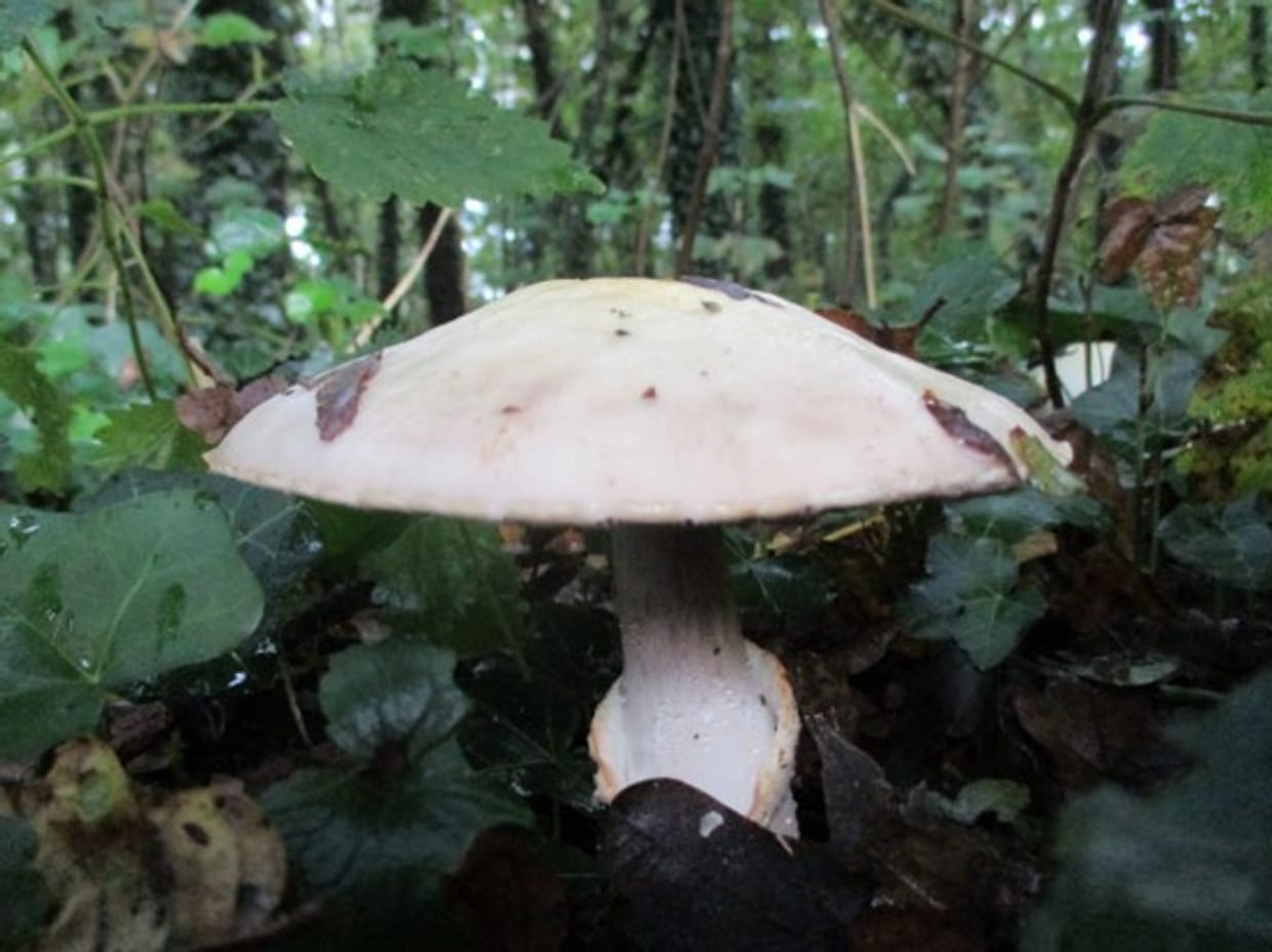 Paddenstoelen door Peter-Jan Keizer