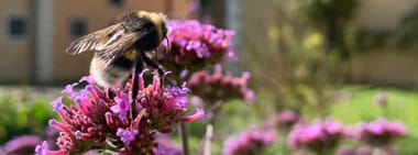 Kräutersommer - Kurs 1 "Marienpflanzen - Heilpflanzen ganz besonderer Art"