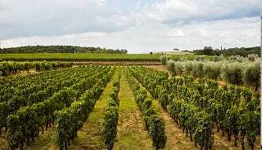 TOSKANA IN BERLIN: DINNER MIT VERTIKALE ORENO DER TENUTA SETTE PONTI
